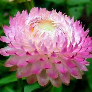 Hạt giống cúc bất tử mix