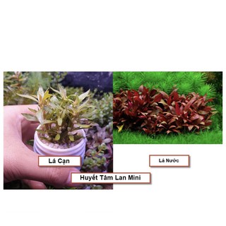 Cây Thủy Sinh: Huyết Tâm Lan Mini