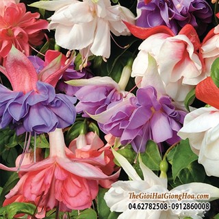 (giá rẻ) Hạt giống hoa Lồng đèn (hoa đăng)