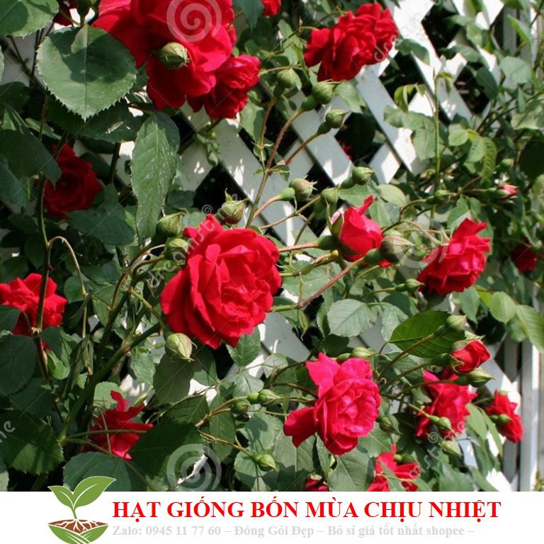 Hạt giống Hồng leo cổ Hải Phòng siêu bông 10 hạt KHUYẾN MẠI TẾT ĐÔNG GIÁ SHOP MỚI