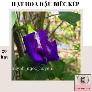 10 hạt giống hoa đậu biếc kép