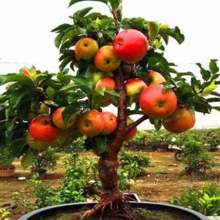 Hạt Giống Táo Lùn Đỏ  - Qủa Ngọt, Dinh Dưỡng - MUA 3 TẶNG 1 CÙNG LOẠI KHUYẾN MẠI TRONG 1 NGÀY