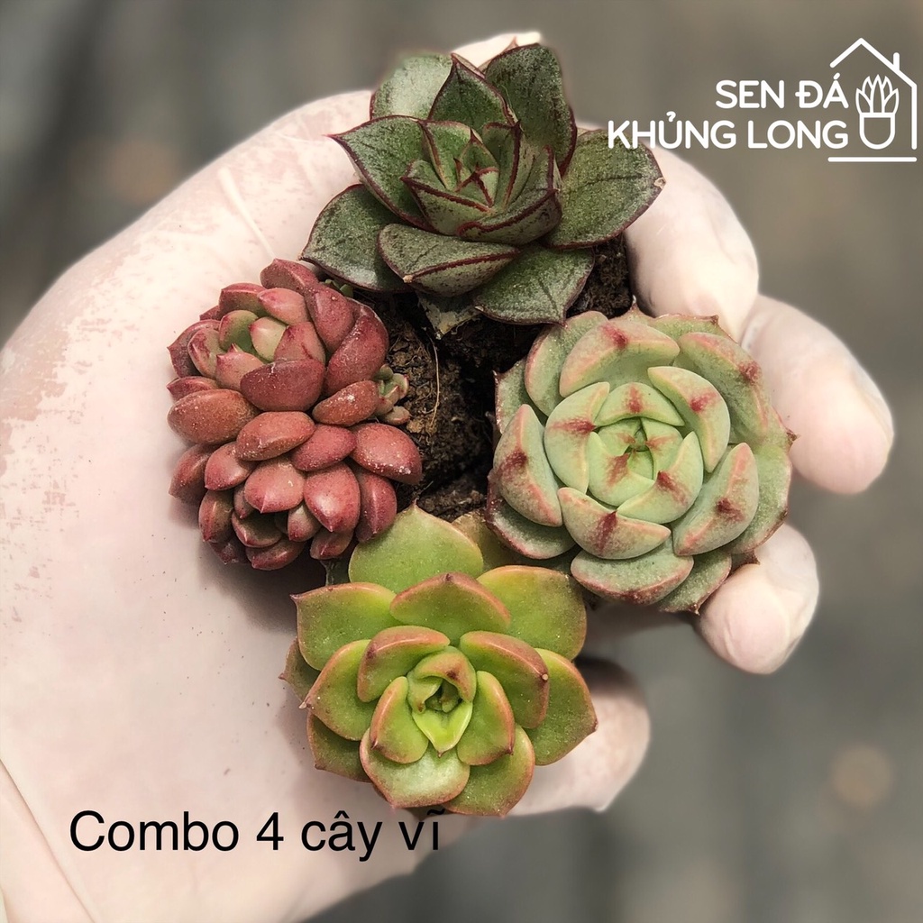 Combo 4 Sen Vĩ - SEN ĐÁ ĐÀ LẠT-LỖI 1 ĐỔI 1 + FREESHIP