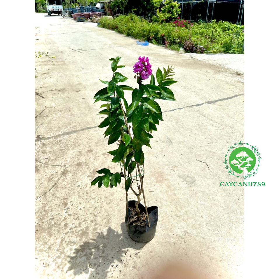 Cây bằng lăng thái siêu hoa - Hoa nở quanh năm cao 1m (Ảnh thật