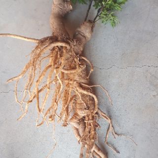 Rễ Đinh Lăng Tươi 1kg ( Rễ Rời Thượng Hạng)