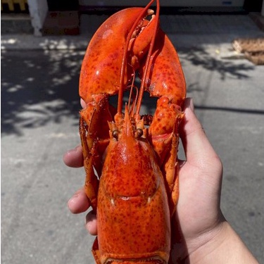 Tôm Hùm Alaska Đông Lạnh Nhập Khẩu