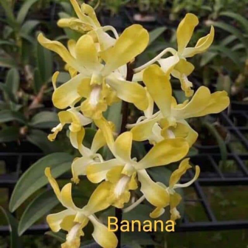 Đenro Banana/ chuối thơm