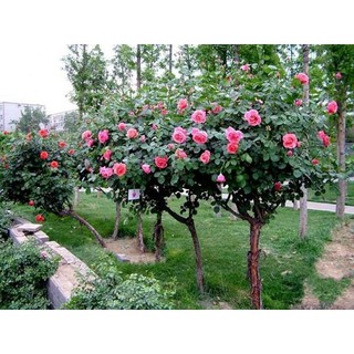 Hạt giống hoa hồng thân gỗ