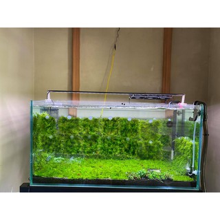 Rêu mini taiwan