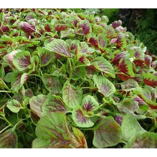 Hạt giống rau Dền tía (Dền khoang) 20 gram