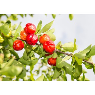 PHÂN BÓN LÁ ĐẬM ĐẶC B1 - 100 ml/ chai