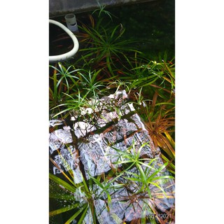 Cây thủy trúc - Cây thủy sinh (1 cây con cao khoảng 20 - 30 cm)