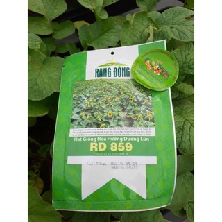 [Rạng Đông] 10 Hạt Giống Hoa Hướng Dương Lùn Rd 859, hoa 13-15cm, Trồng Quanh Năm