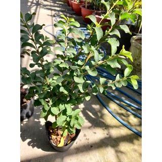 cây ổi phụng (cây trồng chậu)