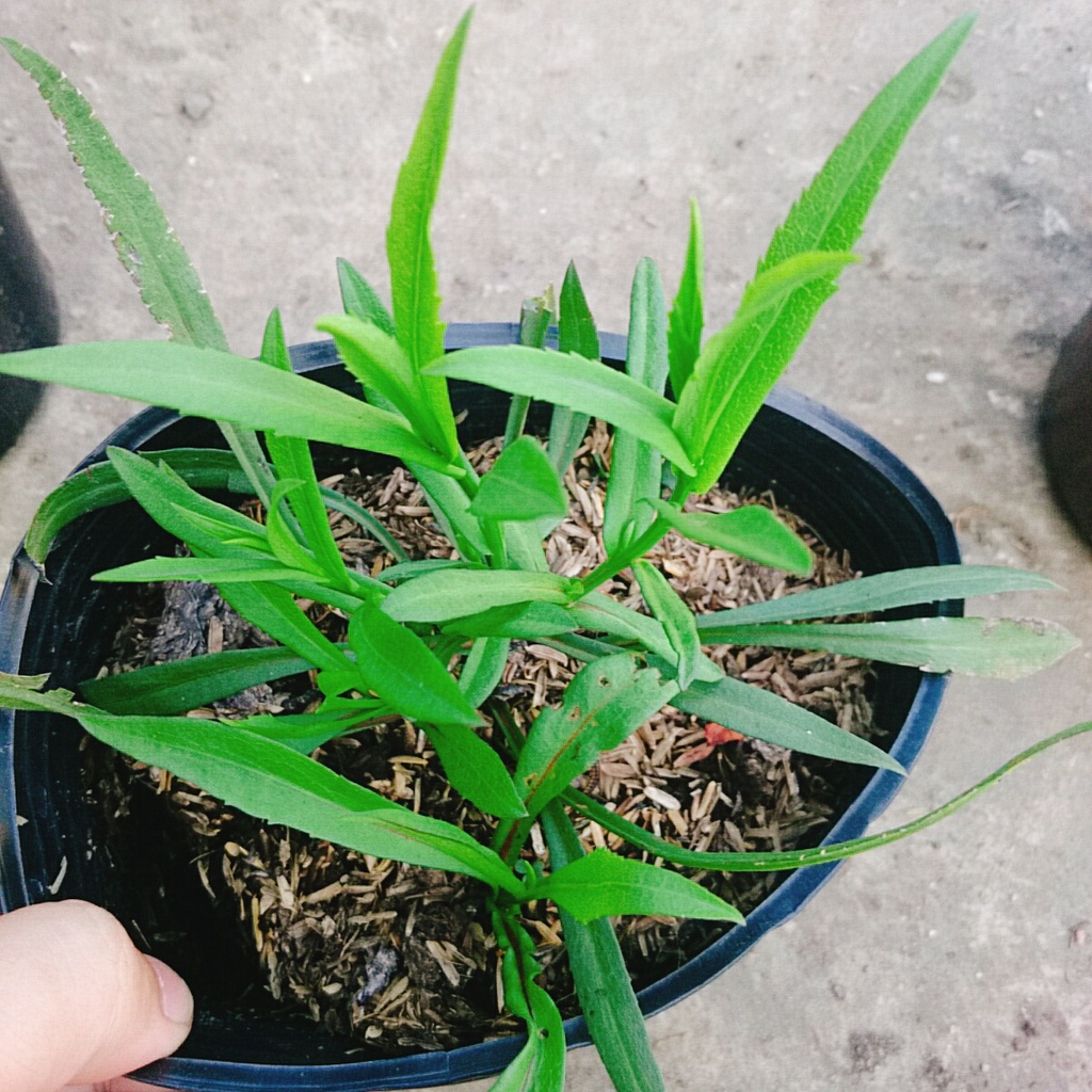 Cây Hoa Thạch Thảo  - cây cảnh để bàn