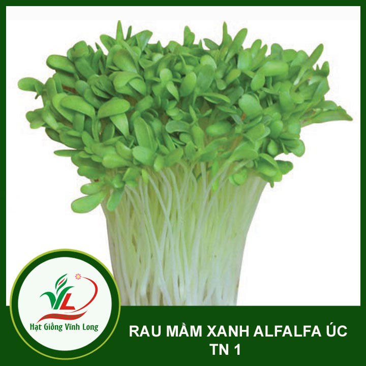 Hạt giống rau Mầm xanh ALFALFA ÚC TN 1 - 15g