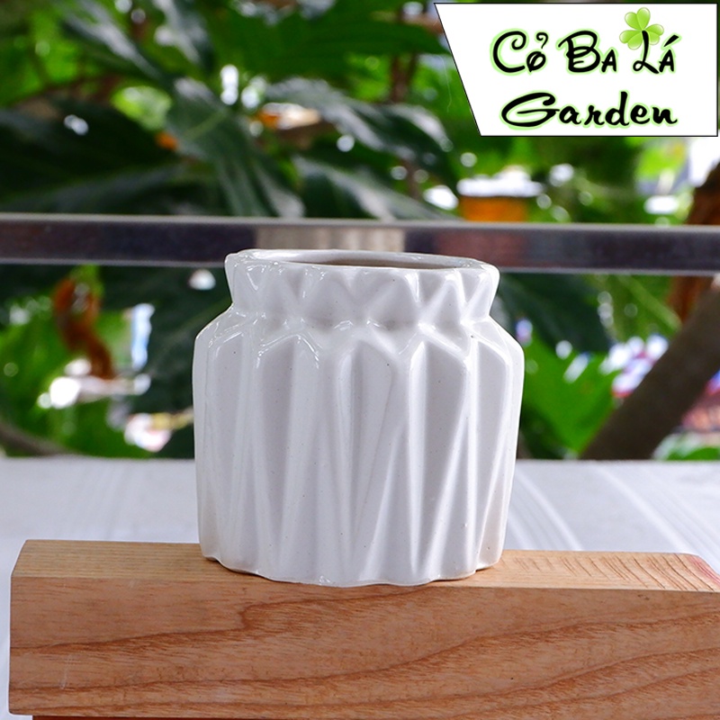 Chậy cây mini để bàn hình hũ tiền