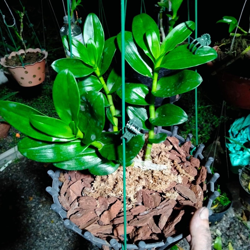 Hoa phong lan mua 3 🎁 thêm 1 kie