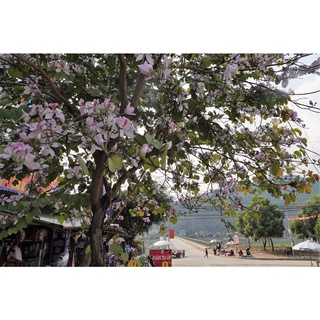 10 Hạt giống cây hoa ban tím