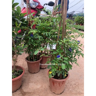 Cây giống hoa đậu biếc to sẵn hoa nhiều nụ