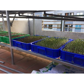 Rau Mầm Củ Cải Trắng ( kg )