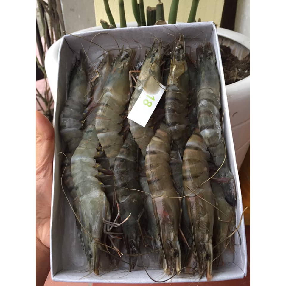 [HÀ NỘI giao nhanh 1h ] TÔM SÚ TƯƠI cấp đông 18 con/hộp