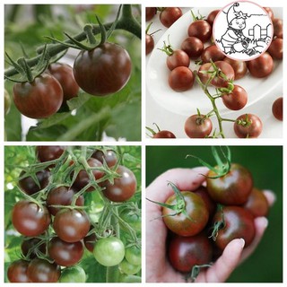 HẠT CÀ CHUA SOCOLA F1 - GÓI 5 HẠT