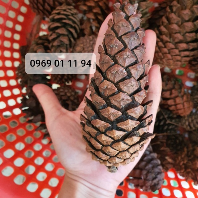 Quả thông cỡ to khổng lồ
