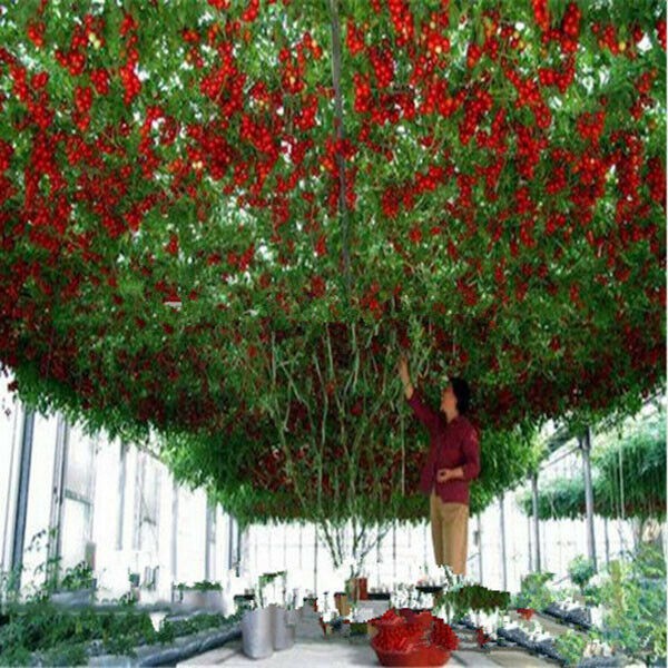 Hạt giống cà chua bạch tuộc