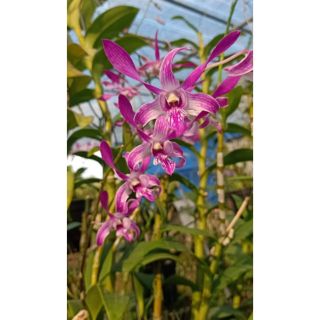 Hoa lan dendro nắng king 3 tia cây trưởng thành sắp hoa