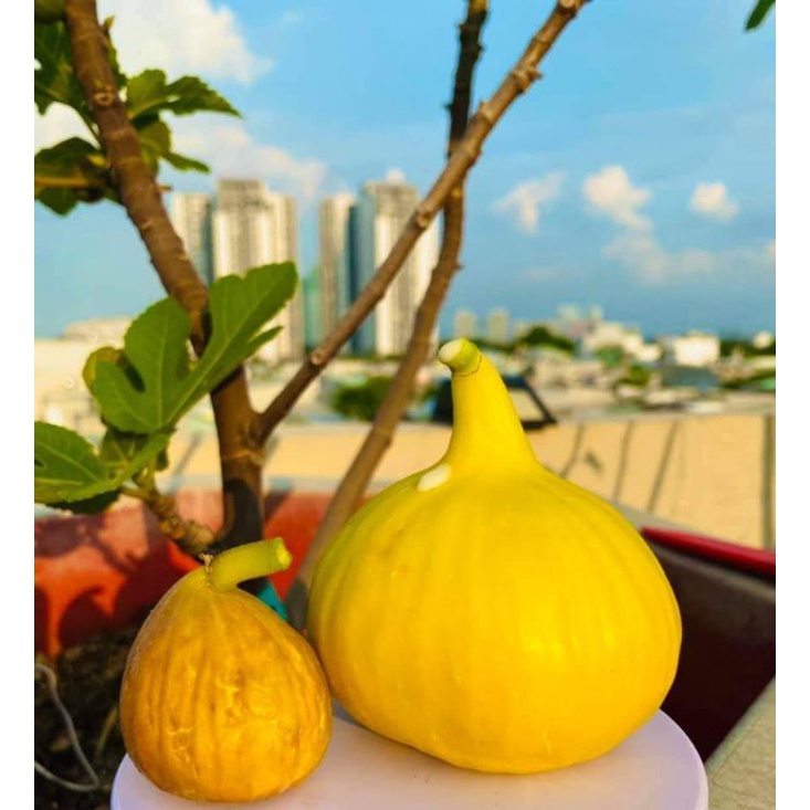 Giống sung Trái vàng óng