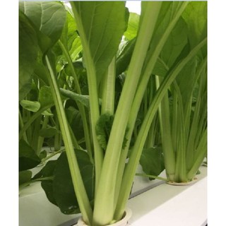 Hạt giống Cải ngọt cọng xanh (20gr)