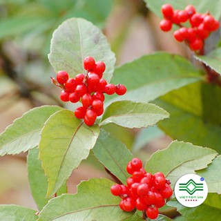 Cây sói rừng 1kg TM61