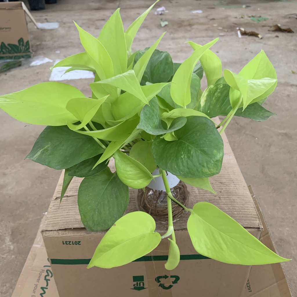 Cây vạn niên thanh thuỷ sinh lá sáng bán kính 25-30cm, cây phong thuỷ xanh tươi quanh năm, trồng nội thất và để bàn