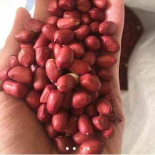 Hạt lạc đỏ, chuẩn, chất lượng