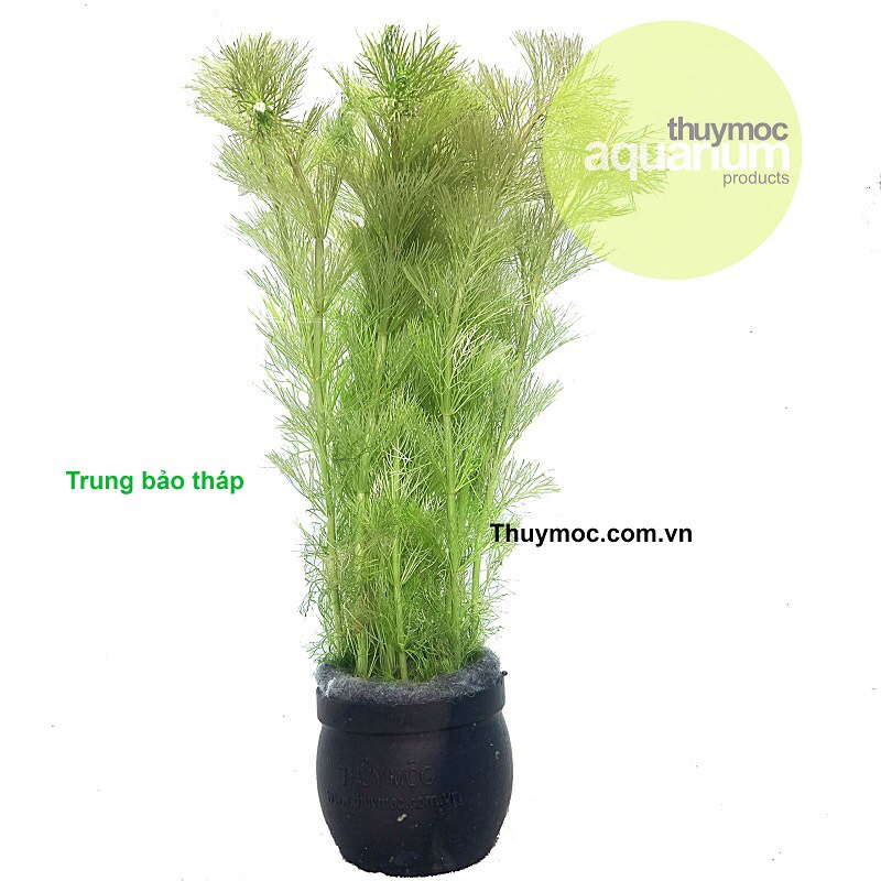 CÂY TRUNG BẢO THÁP THUỶ SINH - MÀU SIÊU ĐẸP, SIÊU XINH CHO BỀ THUỶ XINH LONG LANH