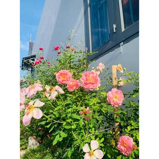 Combo 𝐜𝐡ă𝐦 𝐬ó𝐜 𝐡𝐨𝐚 đầ𝐲 đủ 6sp: 𝐩𝐡ò𝐧𝐠 𝐭𝐫ị 𝐛ệ𝐧𝐡 𝐯à 𝐝𝐢𝐧𝐡 𝐝ưỡ𝐧𝐠 𝐜𝐡𝐨 𝐡𝐨𝐚, 𝐜â𝐲 𝐜ả𝐧𝐡 từ A-Z