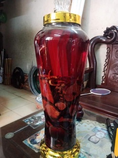 Rễ cây Mú Từn ngâm rượu.