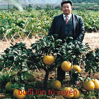 Cây Giống Bưởi lùn Tứ Xuyên
