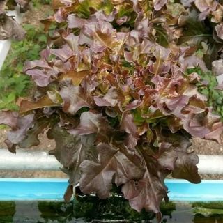 HẠT GIỐNG XÀ LÁCH RED OAK THÁI LAN