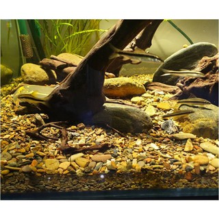Sạn suối thiên nhiên trải nền bể cá 500Gr