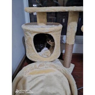 [order] Cattree nhà cây cho mèo