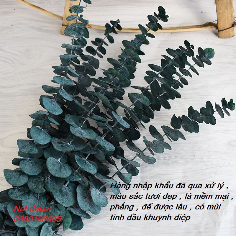 🌸Cành lá Khuynh Diệp khô 🌸 Eucalyptus🌸trang trí phong cách bắc âu