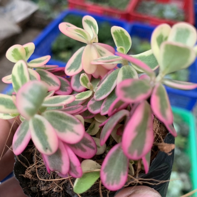 SEN ĐÁ SAM HỒNG - TẶNG 1 PHỤ KIỆN KHI MUA 2 SẢN PHẨM