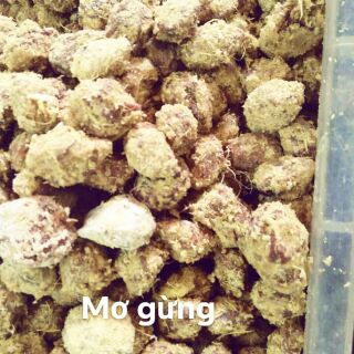 Ô mai mơ gừng chua mặn ngọt loại 1kg