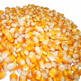 Bắp Nổ Mỹ - Bắp Rang Bơ (dùng làm món BẮP RANG BƠ)