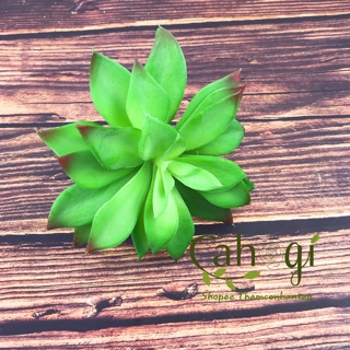 Cây Giả - Sen Đá Cỡ Lớn Hoa To SP090973