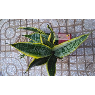 Cây lưỡi hổ viền vàng