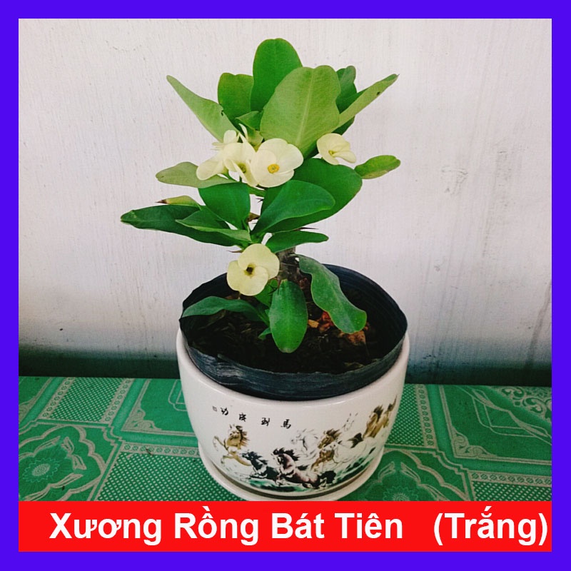 Xương Rồng Bát Tiên (Trắng) - cây cảnh để bàn + tặng phân bón cho cây - caykiengsadec