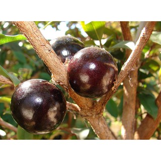 Hạt giống Nho thân gỗ
